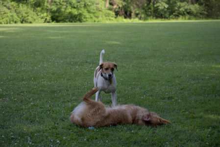 20250627_Dog Park__DSC0563_.jpg