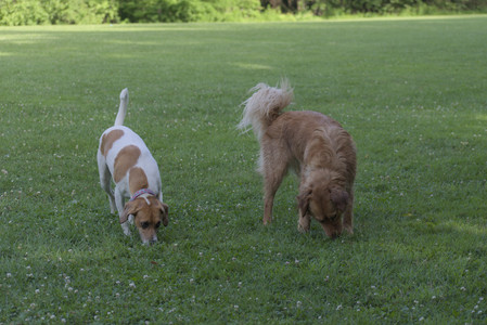 20250627_Dog Park__DSC0568_.jpg