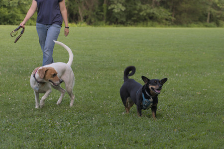 20250627_Dog Park__DSC0572_.jpg
