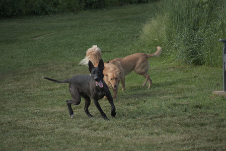 20250627_Dog Park__DSC0584_.jpg
