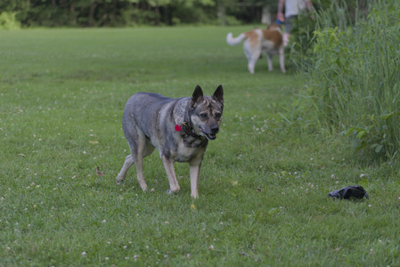 20250627_Dog Park__DSC0595_.jpg