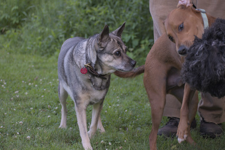 20250627_Dog Park__DSC0600_.jpg