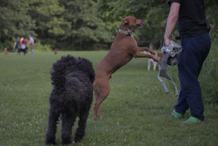 20250627_Dog Park__DSC0603_.jpg