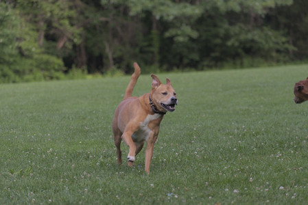 20250627_Dog Park__DSC0618_.jpg