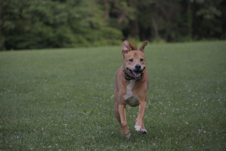 20250627_Dog Park__DSC0621_.jpg