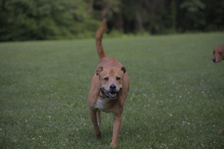 20250627_Dog Park__DSC0622_.jpg