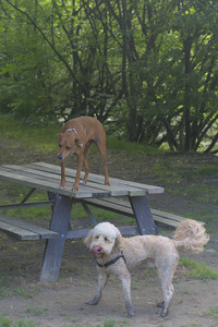 20250627_Dog Park__DSC0627_.jpg