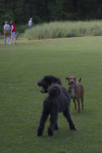 20250627_Dog Park__DSC0633_.jpg