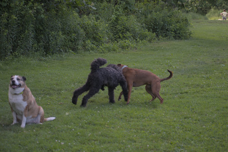 20250627_Dog Park__DSC0637_.jpg