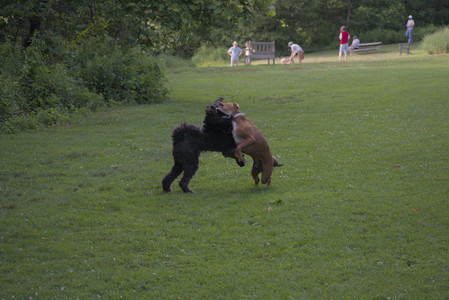 20250627_Dog Park__DSC0646_.jpg