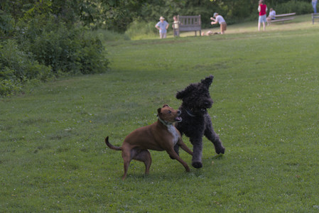 20250627_Dog Park__DSC0648_.jpg