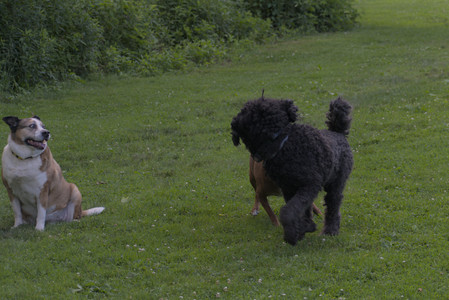 20250627_Dog Park__DSC0651_.jpg