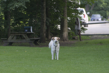 20250627_Dog Park__DSC0653_.jpg