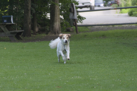 20250627_Dog Park__DSC0656_.jpg