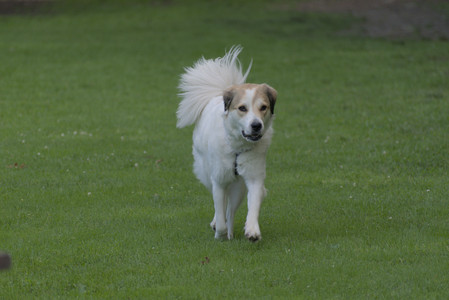 20250627_Dog Park__DSC0671_.jpg