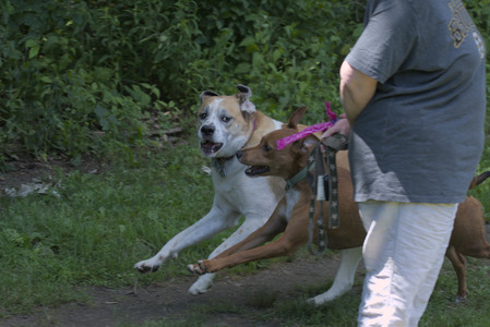 20250629_Home flowers and dog park__DSC0219_.jpg