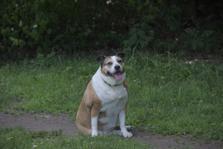 20250629_Home flowers and dog park__DSC0223_.jpg