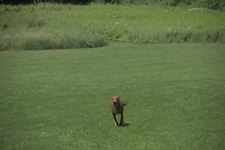 20250629_Home flowers and dog park__DSC0244_.jpg