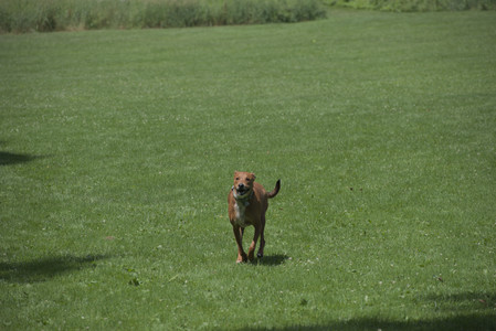 20250629_Home flowers and dog park__DSC0249_.jpg