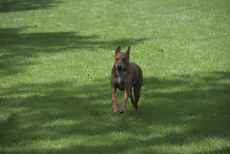 20250629_Home flowers and dog park__DSC0251_.jpg