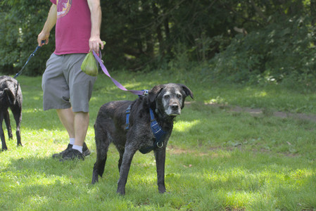 20250629_Home flowers and dog park__DSC0259_.jpg