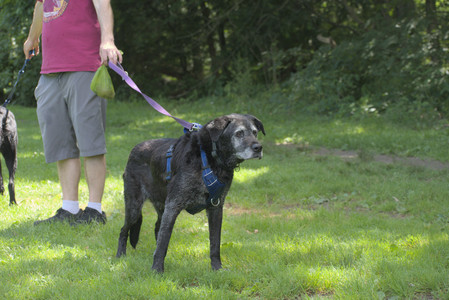 20250629_Home flowers and dog park__DSC0260_.jpg