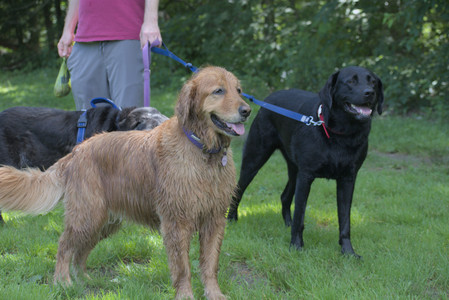 20250629_Home flowers and dog park__DSC0266_.jpg