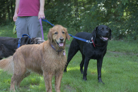 20250629_Home flowers and dog park__DSC0267_.jpg