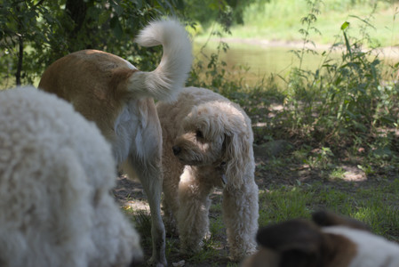 20250629_Home flowers and dog park__DSC0268_.jpg