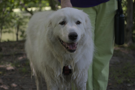 20250629_Home flowers and dog park__DSC0279_.jpg