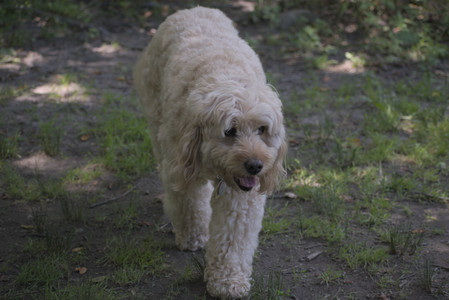 20250629_Home flowers and dog park__DSC0282_.jpg