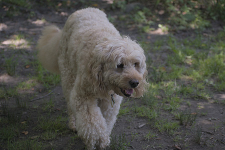 20250629_Home flowers and dog park__DSC0283_.jpg