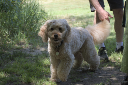 20250629_Home flowers and dog park__DSC0295_.jpg