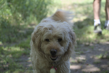 20250629_Home flowers and dog park__DSC0300_.jpg