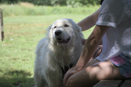 20250629_Home flowers and dog park__DSC0310_.jpg