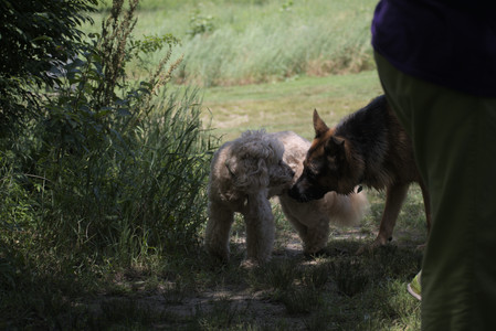 20250629_Home flowers and dog park__DSC0319_.jpg