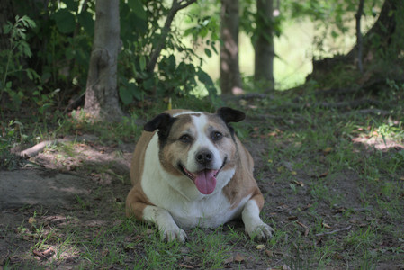 20250629_Home flowers and dog park__DSC0326_.jpg