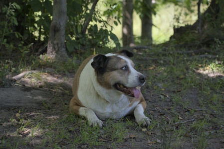 20250629_Home flowers and dog park__DSC0328_.jpg