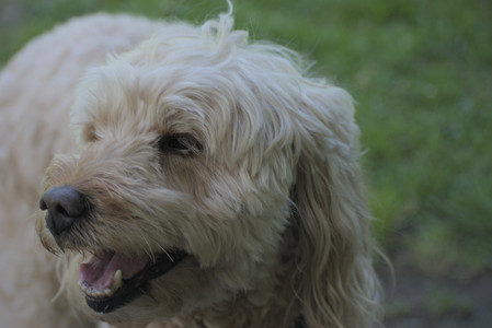 20250629_Home flowers and dog park__DSC0349_.jpg