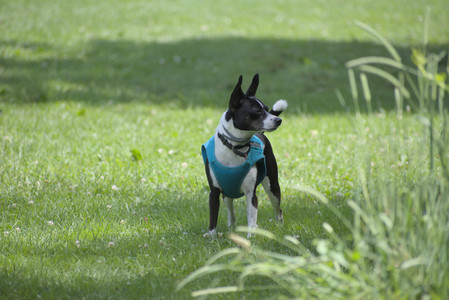 20250629_Home flowers and dog park__DSC0356_.jpg