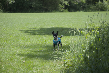 20250629_Home flowers and dog park__DSC0369_.jpg