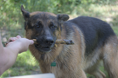 20250629_Home flowers and dog park__DSC0389_.jpg