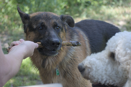 20250629_Home flowers and dog park__DSC0390_.jpg