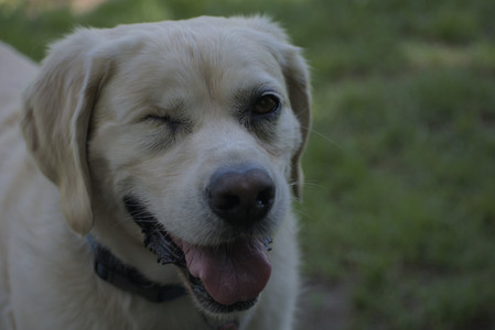 20250629_Home flowers and dog park__DSC0413_.jpg