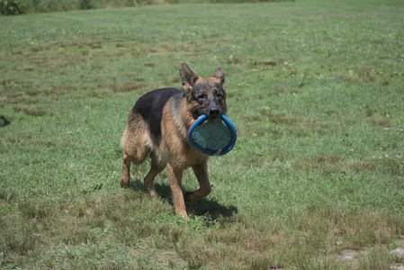 20250629_Home flowers and dog park__DSC0422_.jpg