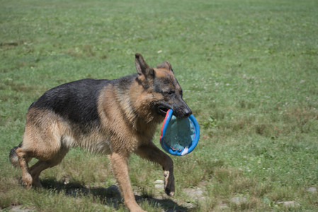 20250629_Home flowers and dog park__DSC0423_.jpg