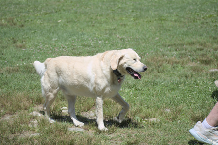 20250629_Home flowers and dog park__DSC0425_.jpg