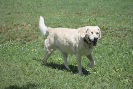 20250629_Home flowers and dog park__DSC0429_.jpg