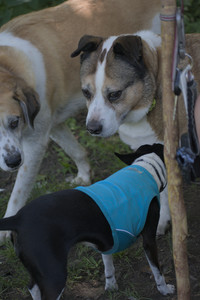 20250629_Home flowers and dog park__DSC0435_.jpg