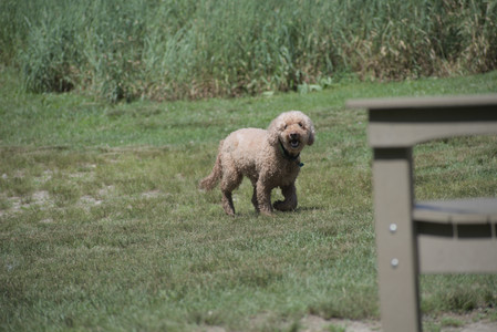 20250629_Home flowers and dog park__DSC0438_.jpg